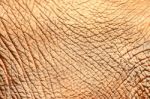 Elephant Skin Stock Photo