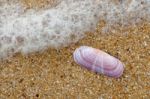 Pink Shell On The Beach At Quarteira In Portugal Stock Photo