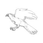 Northern Goshawk Swooping Doodle Art Stock Photo