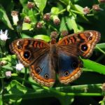 Colorful Butterfly Stock Photo