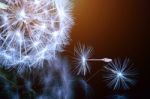 Close Up Of A Dandelion Flowers Stock Photo