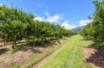 Orange Orchard In Thailand Stock Photo