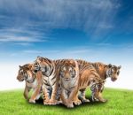 Group Of Bengal Tiger Stock Photo