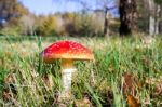 Fly Agaric Toadstool (amanita Muscaria) Stock Photo