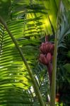 Pink Bananas (musa Velutina) Stock Photo