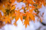 Red Fall Maple Tree Covered In Snow,south Korea Stock Photo