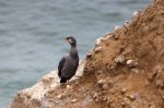 Spotted Shag (phalacrocorax Punctatus) Stock Photo