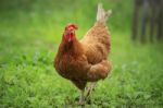 Chicken In Farm Stock Photo