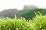 Top View Of Small Bamboo Bush Stock Photo