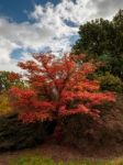 Japanese Maple (acer Palmatum) In Autumn Colours Stock Photo