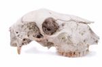 Sheep Skull Stock Photo