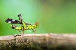 Monkey Grasshopper ( Erianthus Serratus ) Stock Photo