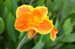 Beautiful Orange Canna Lily Stock Photo