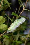 Atlas Moth (attacus Atlas) Caterpillar Stock Photo