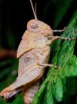 Little Brown Grasshopper Stock Photo