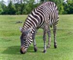 Isolated Photo Of A Zebra Eating The Grass Stock Photo