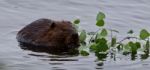 Beautiful Background With A Beaver Eating Leaves In The Lake Stock Photo