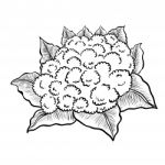 Isolated Cauliflower- Hand Drawn Illustration Stock Photo