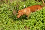 Serbian Hound Dog Stock Photo