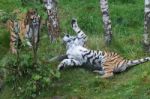 Siberian Tiger (panthera Tigris Altaica) Or Amur Tiger Stock Photo