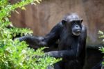 Chimpanzee Resting In The Bioparc Fuengirola Stock Photo