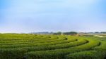 Beautiful Tea Field On Hill Stock Photo