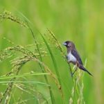 Whte-rumped Munia Stock Photo