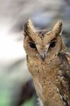 Oriental Scops Owl Stock Photo