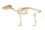 Skeleton Of Dog Stock Photo