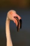 Flamingo Stock Photo