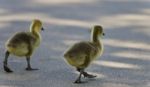 Photo Of Two Cute Chicks Of Canada Geese Stock Photo