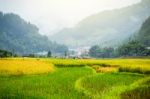 Close Up Rice Fields On Terraced Of Yellow Green Rice Field Landscape Stock Photo