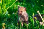 Gray Wolf Cubs In A Grass Stock Photo