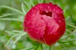 Red Peony With Dew Drops Stock Photo