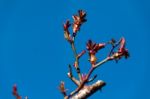 Rose Blossom In Very Early Spring Stock Photo