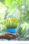 Hands Holding Tree Stock Photo