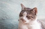 Thai Cat Pose With Green Background Stock Photo