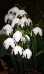 Snowdrop  Or Galanthus Stock Photo