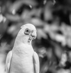 Corellas Outside During The Afternoon Stock Photo