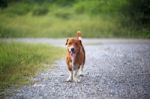 Brown Dog Smiles Stock Photo