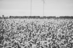 Cotton Field In The Countryside Stock Photo