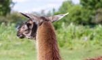 The Beautiful Close-up Of The Lama Looking Afield Stock Photo