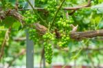 Young Green Grapes Stock Photo