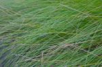 Close-up Of Blade Ofgreen Grass In Summer Stock Photo