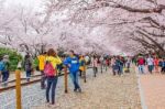 Jinhae,korea - April 4 : Jinhae Gunhangje Festival Is The Largest Cherry Blossom Festival In Korea.tourists Taking Photos Of The Beautiful Scenery Around Jinhae,korea On April 4,2015 Stock Photo