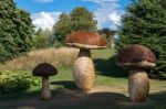 Tom Hare's Fungi Fairy Ring Stock Photo