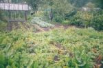 Vegetable Garden Stock Photo