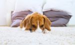 Dog On White Fluffy Carpet At Home Stock Photo