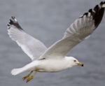 Beautiful Closeup With The Gull In Flight Stock Photo