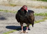 The Vulture On The Road Stock Photo